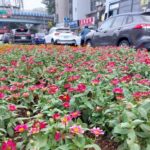 開車行路好心情 百日草點亮台北分隔島