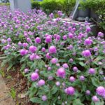 小名圓仔花 千日紅遠觀近看兩相宜